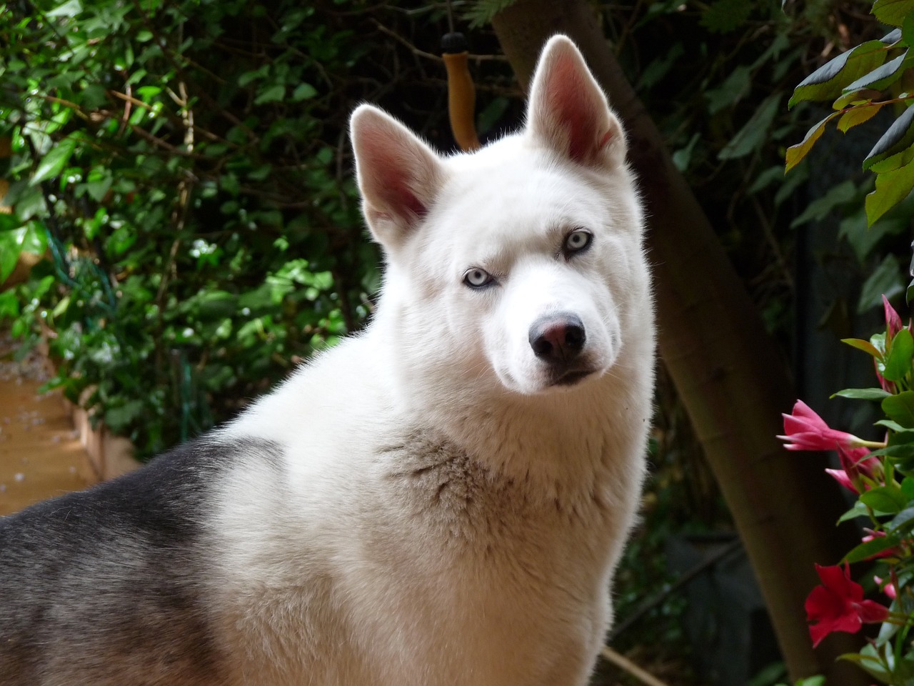 The Characteristics of Siberian Huskies